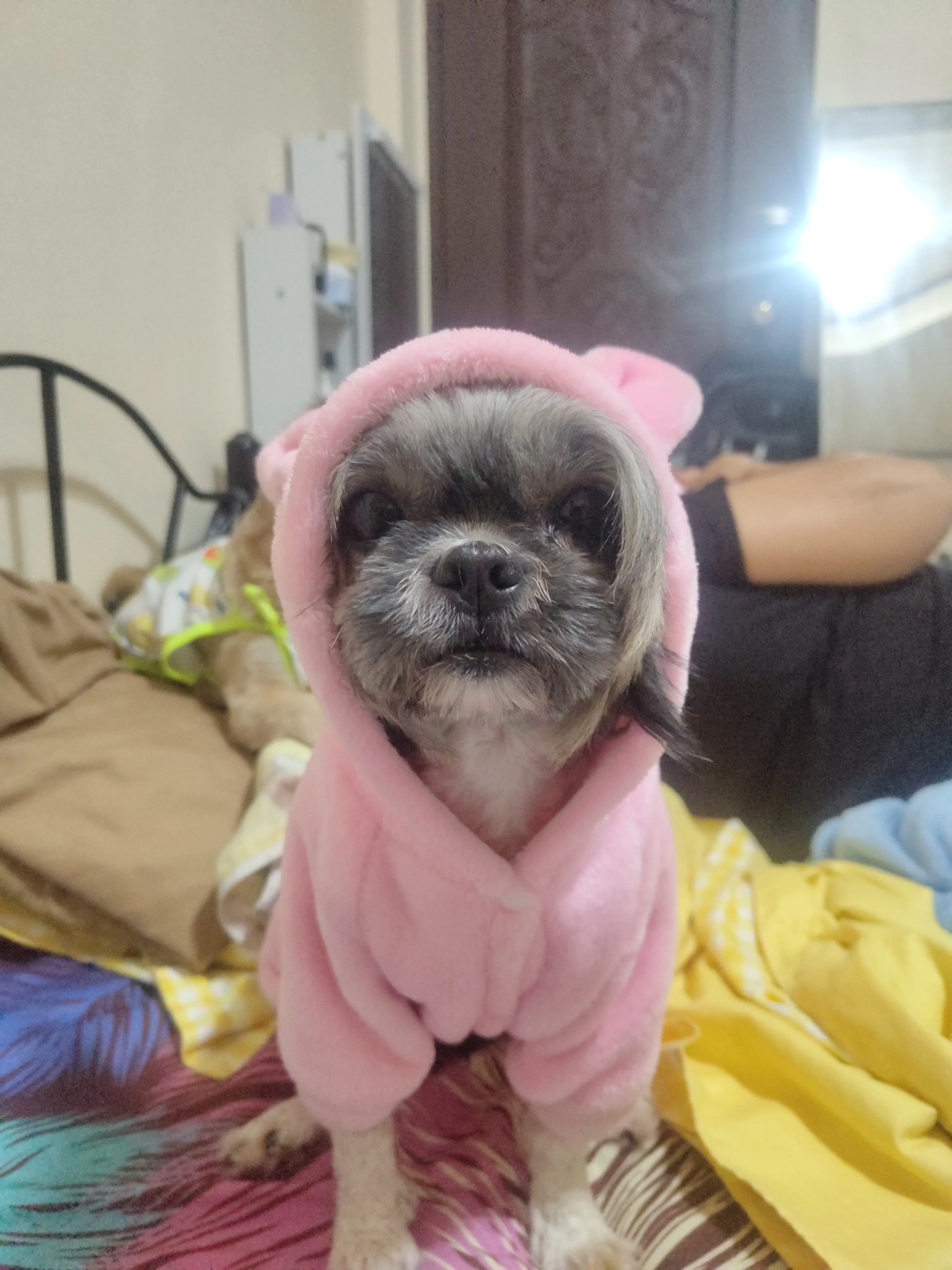 Buday Cute Dog